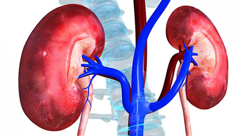 Bioartificial Kidneys: Hope for the Future of ESRD Treatment