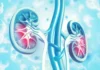 Bioartificial Kidneys: Revolutionizing ESRD Treatment Bioartificial Kidneys: Hope for the Future of ESRD Treatment