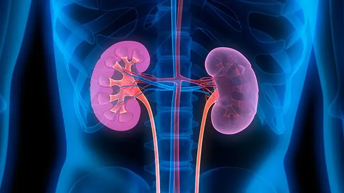 Bioartificial Kidneys: Hope for the Future of ESRD Treatment
